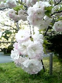 松月が満開