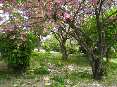 かんざんと新緑