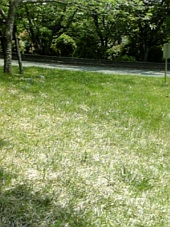 芝生
