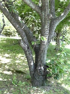 木漏れ日