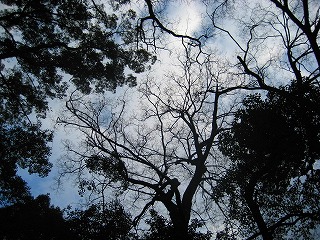 冬空