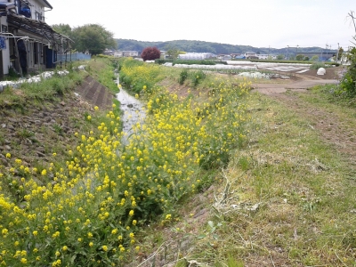 不老川菜の花