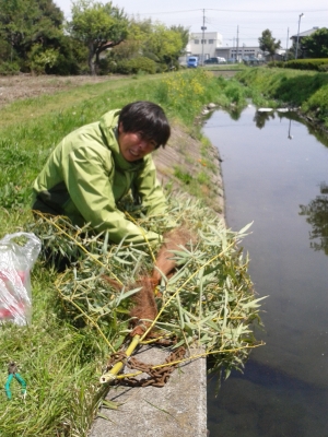 不老川簡易産卵床