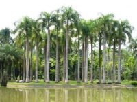 植物園