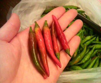 2010081321340002.jpg