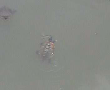 2011071313280000.jpg