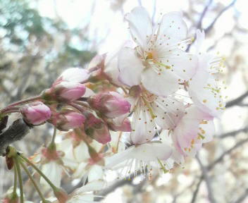 2015031516440001.jpg
