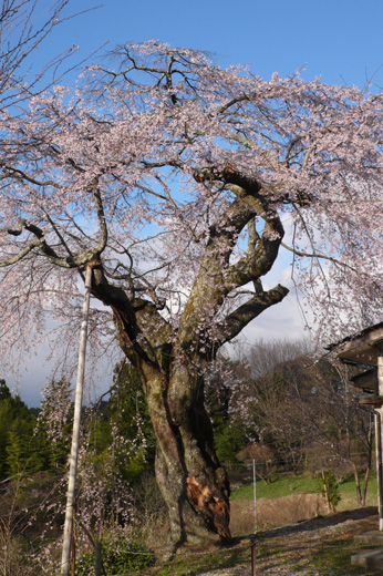 小林の観音桜