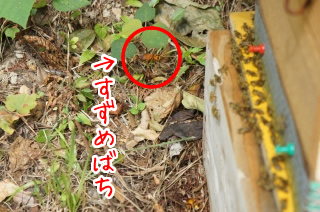 スズメバチ