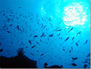 sea