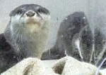 食べている