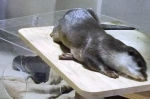 父ちゃんが出てきた