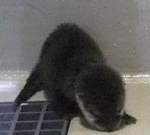 あらま?