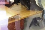 ジュニアもうろちょろ