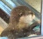 ガラスつつきたいよ