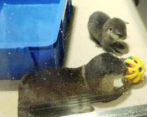 おもちゃで遊ぶジュニアです