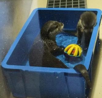 やっと入れたジュニア
