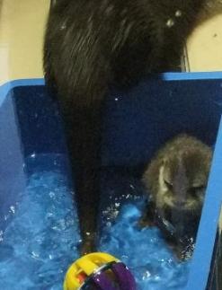 残されたジュニア