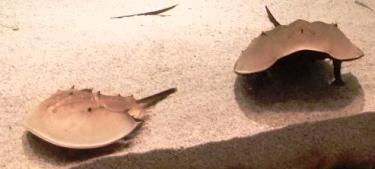 カブトガニ