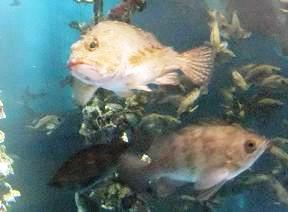 ガン付けメバル