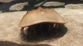カブトガニ