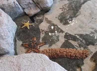 海の生き物がいる