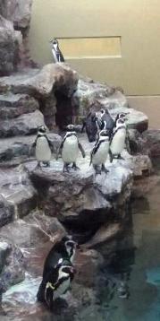 屋上広場のペンギンさん