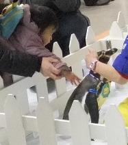 ペンギンさんなでなで