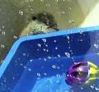 かわうそジュニアです