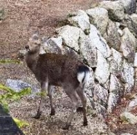 鹿か・・・