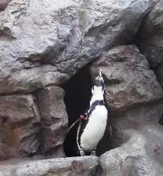ペンギンが鳴いていた