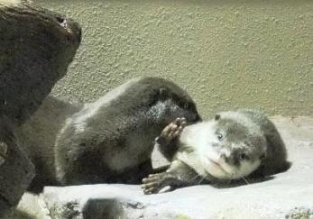 えへへ ジュジアはご機嫌