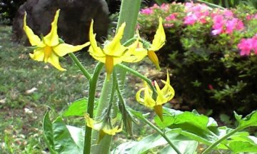 Vol.341 庭の風景 (夏野菜の花たち) 〜 大磯にて