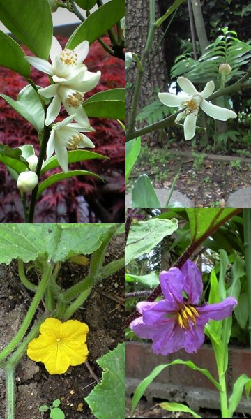 Vol.341 庭の風景 (夏野菜の花たち) 〜 大磯にて