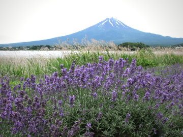 Vol.348 河口湖ハーブフェスティバル 〜 山梨