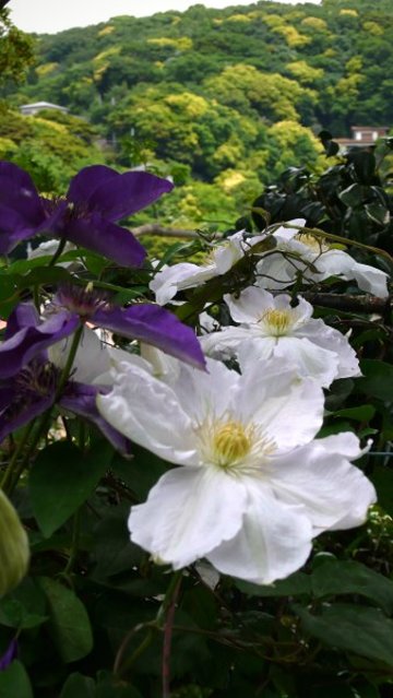 Vol.351 庭の風景 初夏の花たち(6月〜7月) 〜 大磯にて