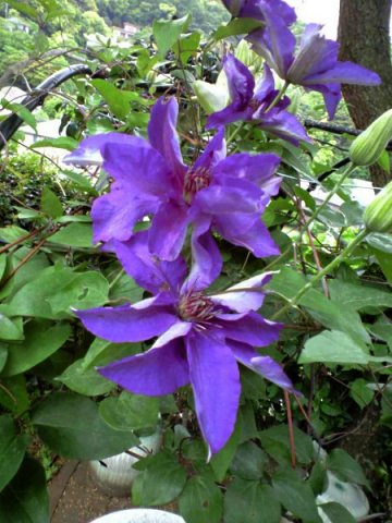 Vol.351 庭の風景 初夏の花たち(6月〜7月) 〜 大磯にて