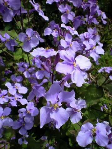 Vol.351 庭の風景 初夏の花たち(6月〜7月) 〜 大磯にて