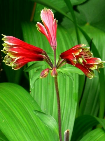 Vol.351 庭の風景 初夏の花たち(6月〜7月) 〜 大磯にて