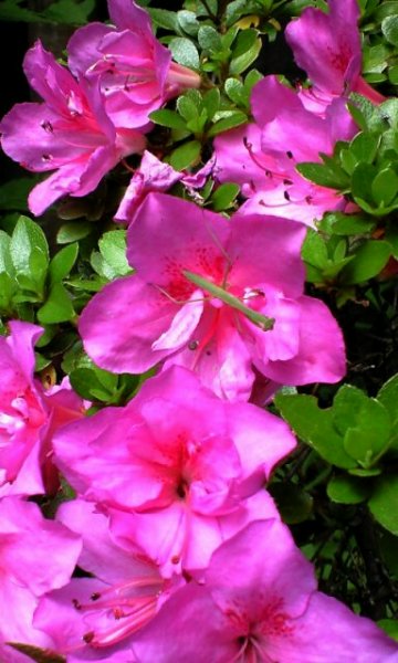 Vol.351 庭の風景 初夏の花たち(6月〜7月) 〜 大磯にて
