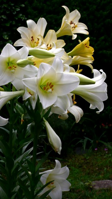 Vol.351 庭の風景 初夏の花たち(6月〜7月) 〜 大磯にて