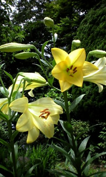 Vol.351 庭の風景 初夏の花たち(6月〜7月) 〜 大磯にて