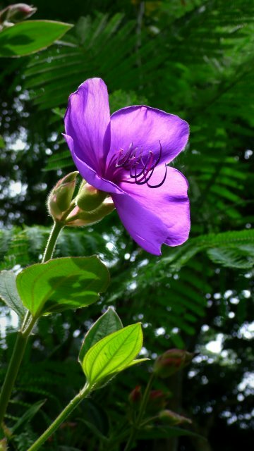 Vol.351 庭の風景 初夏の花たち(6月〜7月) 〜 大磯にて