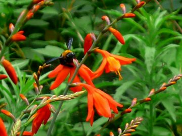 Vol.351 庭の風景 初夏の花たち(6月〜7月) 〜 大磯にて