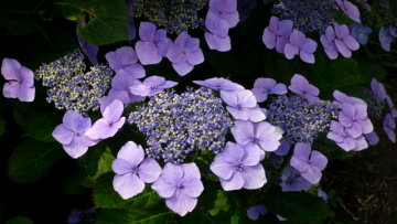 Vol.351 庭の風景 初夏の花たち(6月〜7月) 〜 大磯にて
