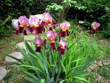 Vol.351 庭の風景 初夏の花たち(6月〜7月) 〜 大磯にて