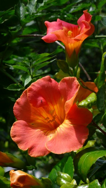 Vol.351 庭の風景 初夏の花たち(6月〜7月) 〜 大磯にて
