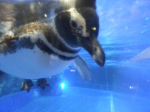 ペンギン