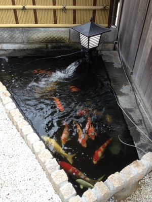 愛着ある池 | 錦鯉販売・川崎錦鯉店のオフィシャルブログ