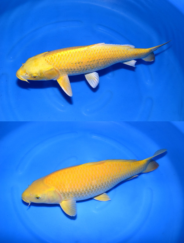 山吹 錦鯉 山吹黄金 53cm前後【1-312】鯉 色鯉 生体